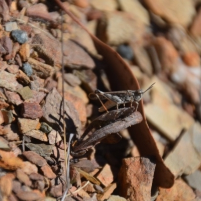 Cryptobothrus chrysophorus (Golden Bandwing) at Wamboin, NSW - 9 Feb 2018 by natureguy