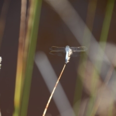 Orthetrum caledonicum (Blue Skimmer) at QPRC LGA - 9 Feb 2018 by natureguy