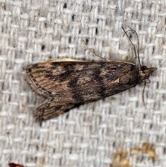 Achyra affinitalis (Cotton Web Spinner, Pyraustinae) at O'Connor, ACT - 19 Apr 2018 by ibaird