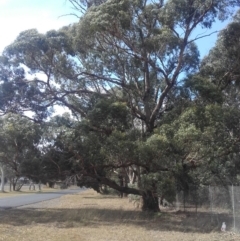 Eucalyptus aggregata (Black Gum) at Gungahlin, ACT - 19 Apr 2018 by walter