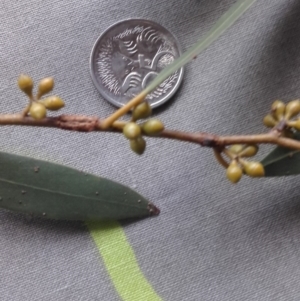 Eucalyptus aggregata at Crace, ACT - 19 Apr 2018