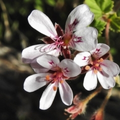 Pelargonium australe (Austral Stork's-bill) at Booth, ACT - 20 Apr 2018 by JohnBundock