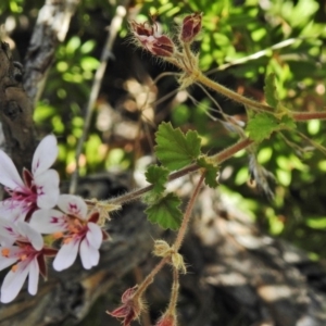 Pelargonium australe at Booth, ACT - 20 Apr 2018 12:26 PM