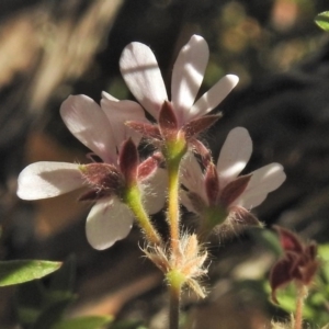 Pelargonium australe at Booth, ACT - 20 Apr 2018 12:26 PM