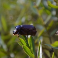 Dasygnathus trituberculatus (Rhinoceros beetle) at Wamboin, NSW - 10 Feb 2018 by natureguy