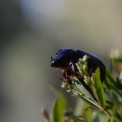 Dasygnathus sp. (genus) at Wamboin, NSW - 10 Feb 2018