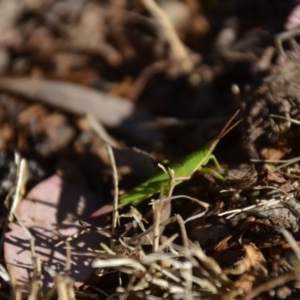 Atractomorpha australis at Wamboin, NSW - 17 Feb 2018