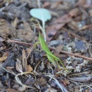 Atractomorpha australis at Wamboin, NSW - 17 Feb 2018 11:18 AM