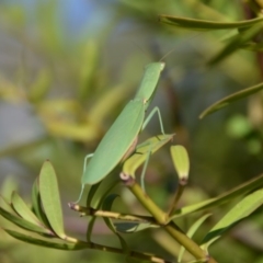 Orthodera ministralis (Green Mantid) at Wamboin, NSW - 17 Feb 2018 by natureguy