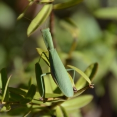 Orthodera ministralis at Wamboin, NSW - 17 Feb 2018 11:19 AM