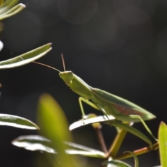 Orthodera ministralis at Wamboin, NSW - 17 Feb 2018