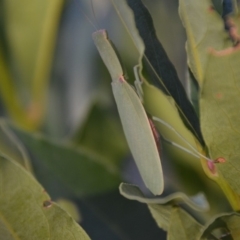 Orthodera ministralis at Wamboin, NSW - 17 Feb 2018