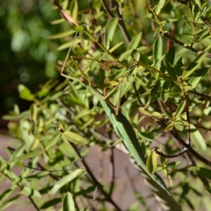 Tropidoderus childrenii at Wamboin, NSW - 17 Feb 2018 11:28 AM