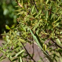 Tropidoderus childrenii (Children's stick-insect) at Wamboin, NSW - 17 Feb 2018 by natureguy