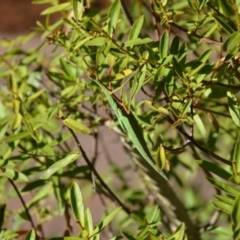 Tropidoderus childrenii at Wamboin, NSW - 17 Feb 2018