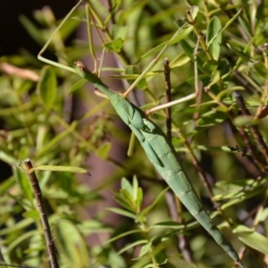 Tropidoderus childrenii at Wamboin, NSW - 17 Feb 2018 11:28 AM