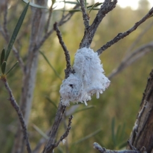 Callococcus acaciae at Molonglo River Reserve - 28 Mar 2018 06:34 PM