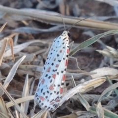 Utetheisa pulchelloides at Molonglo River Reserve - 28 Mar 2018