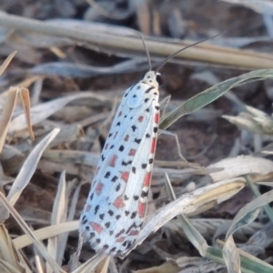 Utetheisa pulchelloides at Molonglo River Reserve - 28 Mar 2018 06:40 PM