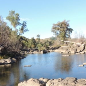 Casuarina cunninghamiana subsp. cunninghamiana at Molonglo River Reserve - 28 Mar 2018