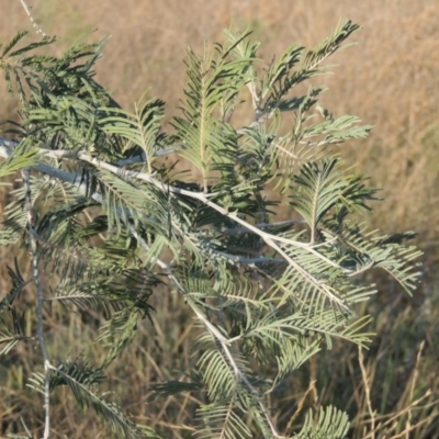 Acacia dealbata (Silver Wattle) at Molonglo Valley, ACT - 28 Mar 2018 by michaelb