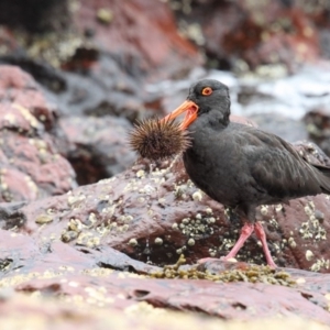 Haematopus fuliginosus at Bar Beach, Merimbula - suppressed