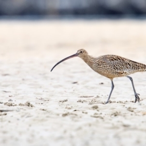 Numenius madagascariensis at Merimbula, NSW - 21 Apr 2018