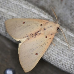 Plesanemma fucata (Lemon Gum Moth) at O'Connor, ACT - 20 Apr 2018 by ibaird
