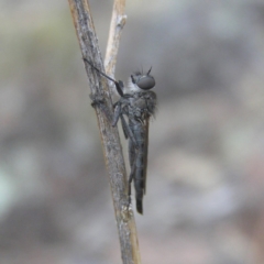 Cerdistus sp. (genus) (Yellow Slender Robber Fly) at Mount Taylor - 15 Apr 2018 by MatthewFrawley