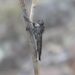 Cerdistus sp. (genus) at Pearce, ACT - 15 Apr 2018 02:44 PM