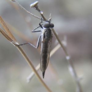 Cerdistus sp. (genus) at Pearce, ACT - 15 Apr 2018 02:44 PM