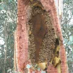 Apis mellifera (European honey bee) at Mount Taylor - 15 Apr 2018 by MatthewFrawley