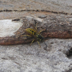 Vespula germanica at Chifley, ACT - 15 Apr 2018