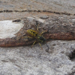 Vespula germanica (European wasp) at Mount Taylor - 15 Apr 2018 by MatthewFrawley
