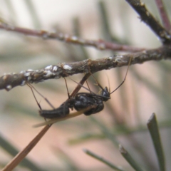 Formicidae (family) at Kambah, ACT - 18 Apr 2018