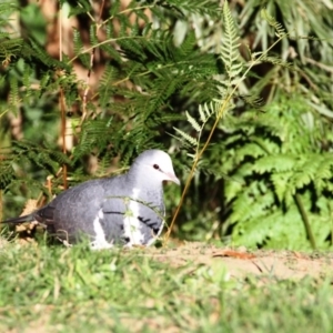 Leucosarcia melanoleuca at Dignams Creek, NSW - 15 Apr 2018