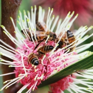 Apis mellifera at Dignams Creek, NSW - 21 Apr 2018 02:26 PM