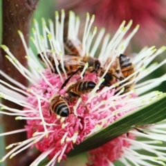 Apis mellifera (European honey bee) at Dignams Creek, NSW - 21 Apr 2018 by Maggie1