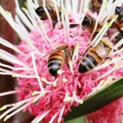 Apis mellifera at Dignams Creek, NSW - 21 Apr 2018 02:26 PM