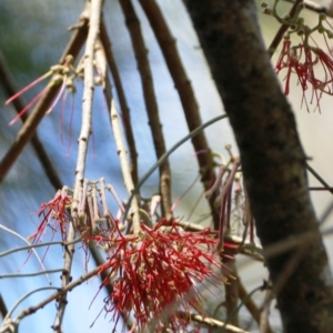 Amyema cambagei at Dignams Creek, NSW - 17 Oct 2017 12:16 PM