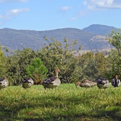 Chenonetta jubata (Australian Wood Duck) at Lanyon - northern section - 20 Apr 2018 by RodDeb