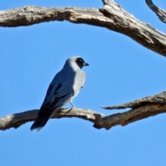 Coracina novaehollandiae (Black-faced Cuckooshrike) at Tuggeranong DC, ACT - 20 Apr 2018 by RodDeb