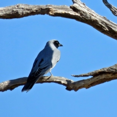 Coracina novaehollandiae (Black-faced Cuckooshrike) at Lanyon - northern section A.C.T. - 20 Apr 2018 by RodDeb