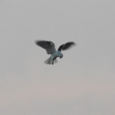 Elanus axillaris (Black-shouldered Kite) at Paddys River, ACT - 20 Apr 2018 by RodDeb