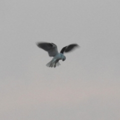 Elanus axillaris (Black-shouldered Kite) at Paddys River, ACT - 20 Apr 2018 by RodDeb