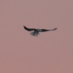 Elanus axillaris at Paddys River, ACT - 20 Apr 2018 05:28 PM