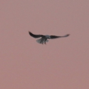 Elanus axillaris at Paddys River, ACT - 20 Apr 2018 05:28 PM