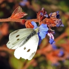 Pieris rapae (Cabbage White) at Lanyon - northern section - 20 Apr 2018 by RodDeb