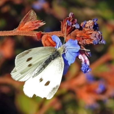 Pieris rapae (Cabbage White) at Lanyon - northern section A.C.T. - 20 Apr 2018 by RodDeb