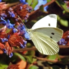 Pieris rapae at Tuggeranong DC, ACT - 20 Apr 2018 11:00 AM